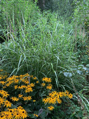 Chinaschilf - Miscanthus sinensis Zebrinus - Gräserwelten